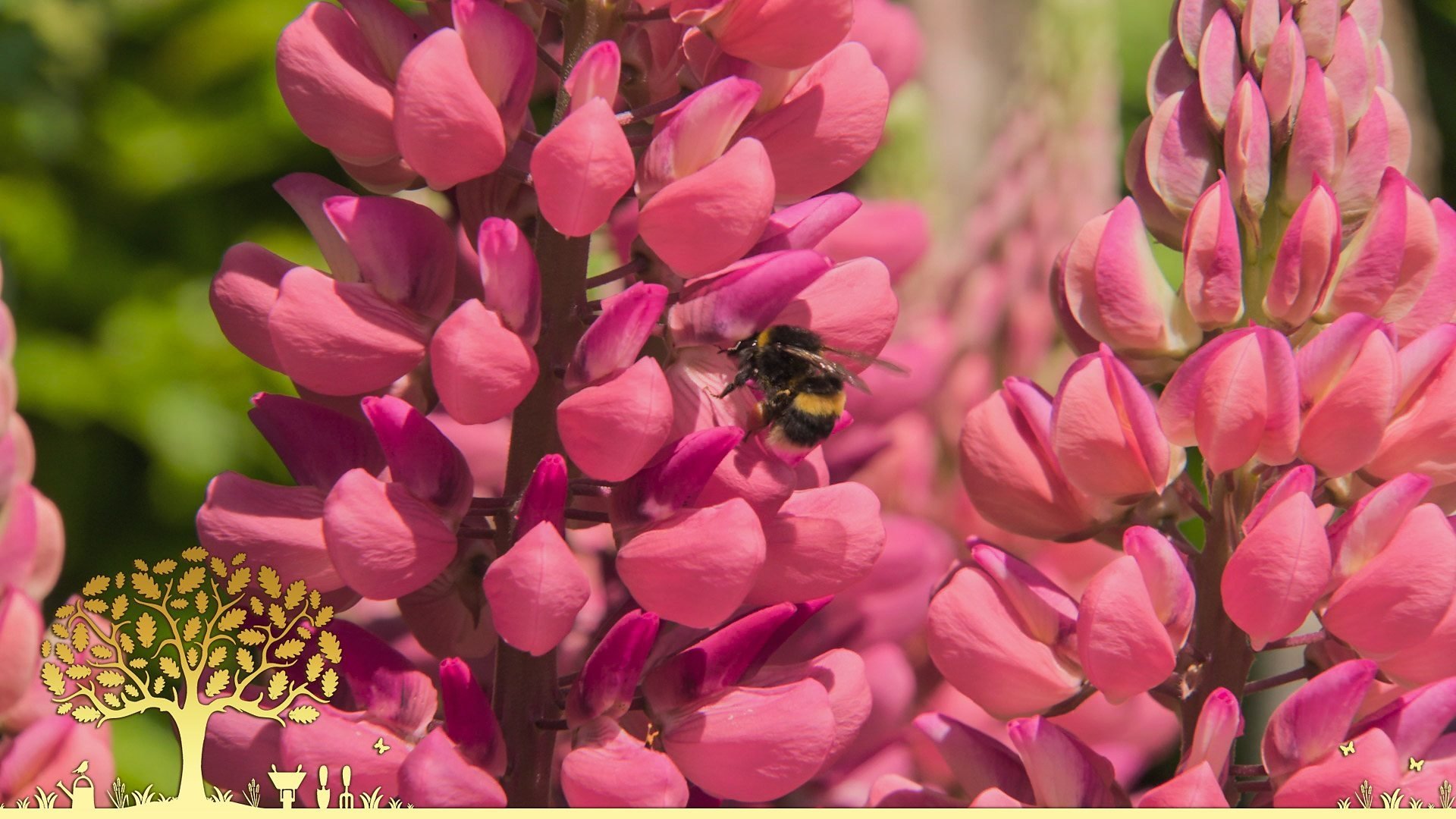 Gardeners' World 54x13
