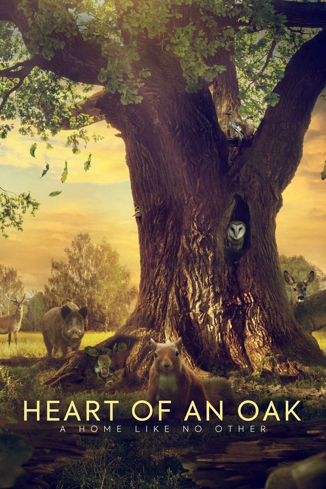 Heart of an Oak
