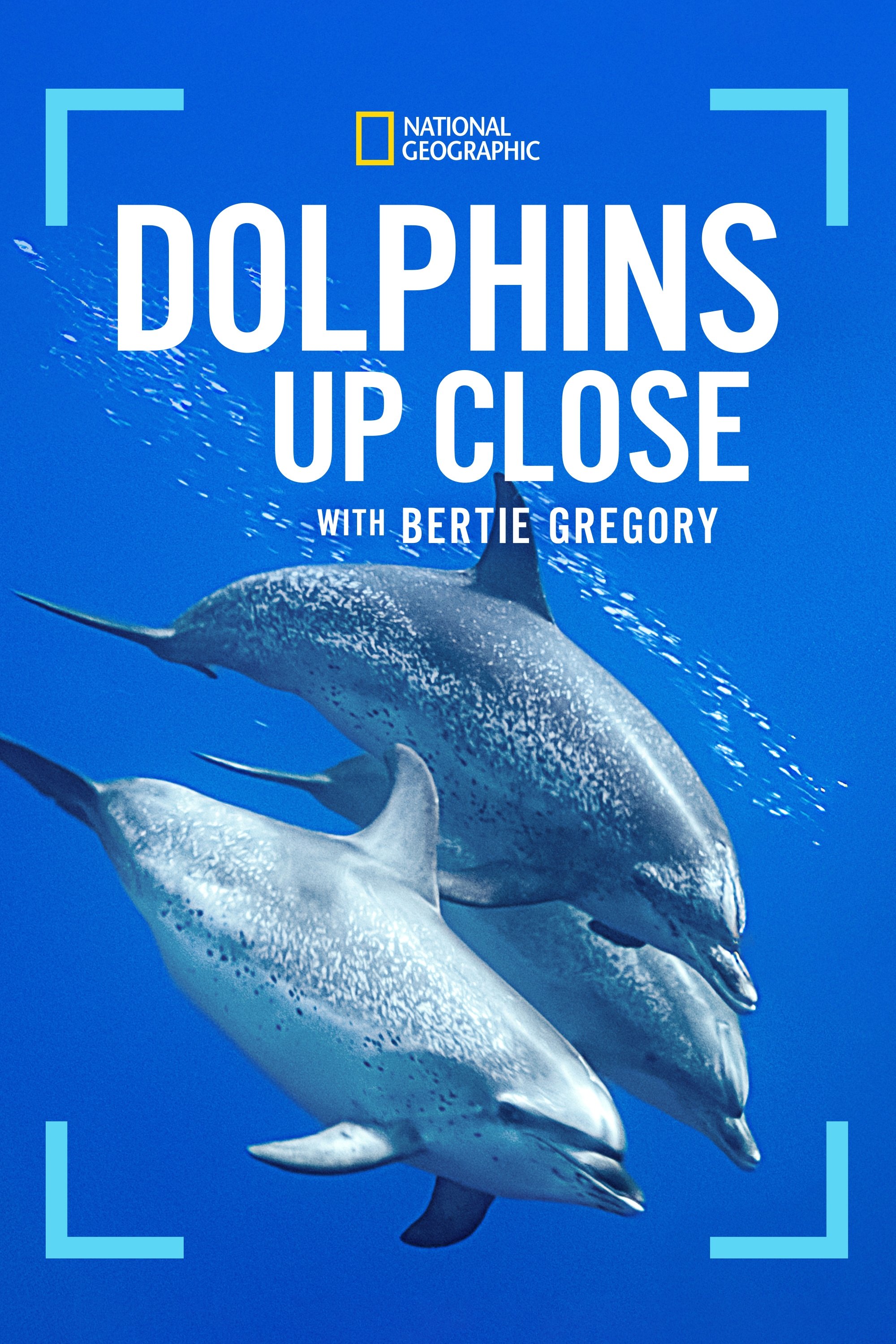Dolphins Up Close with Bertie Gregory