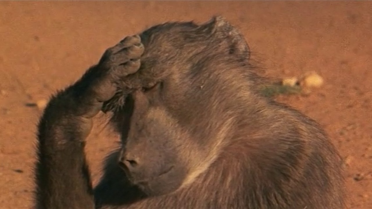Animals Are Beautiful People (1974) - Backdrops — The Movie Database (TMDB)