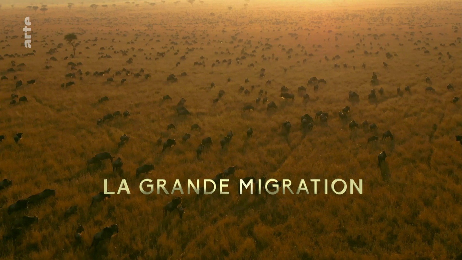 La grande migration