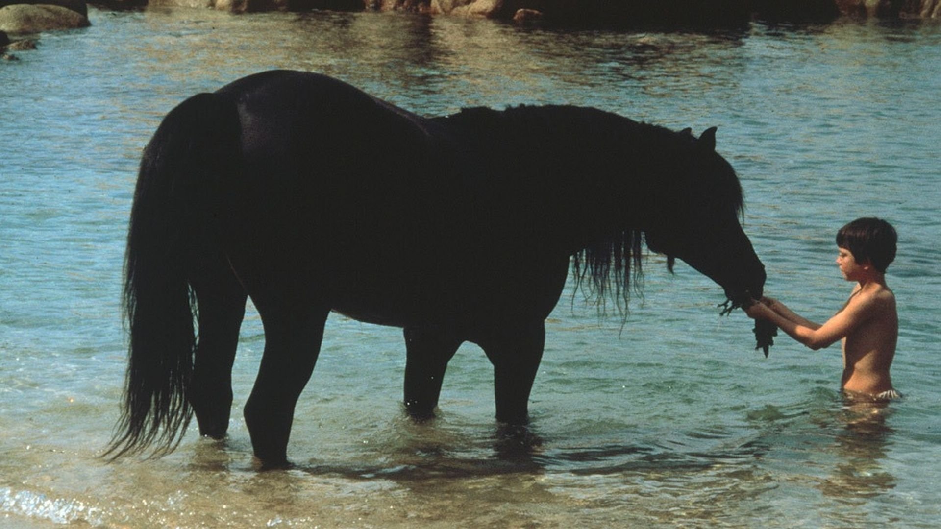 O Cavalo Preto