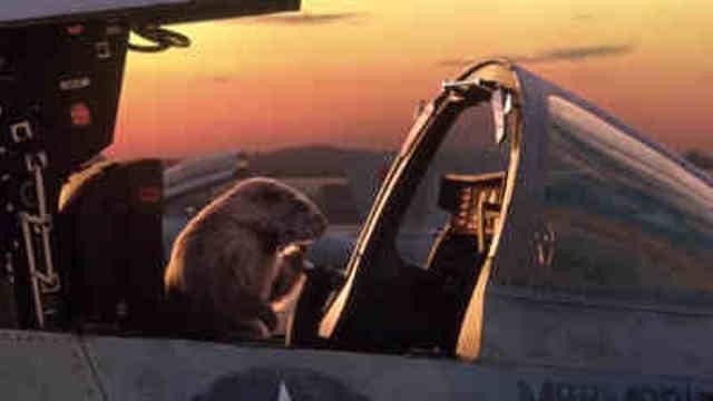 Les Marmottes - Top Moumoute