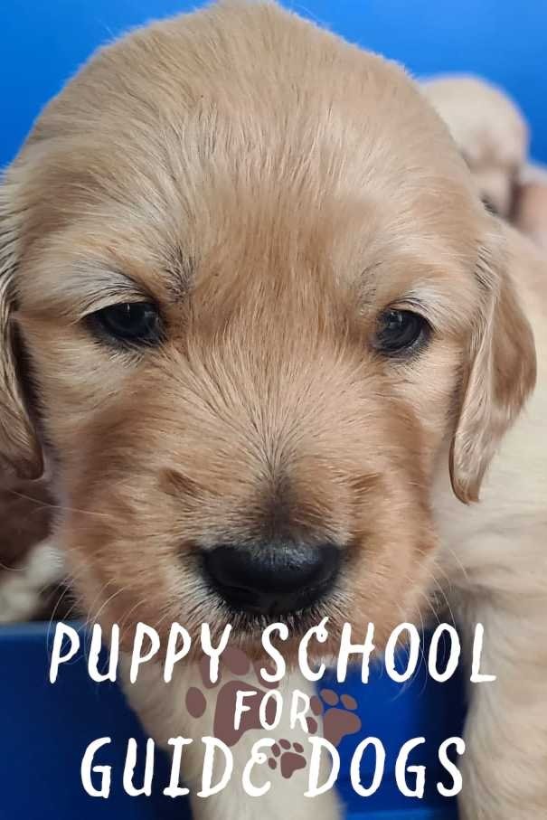 Puppy School for Guide Dogs - Season 1