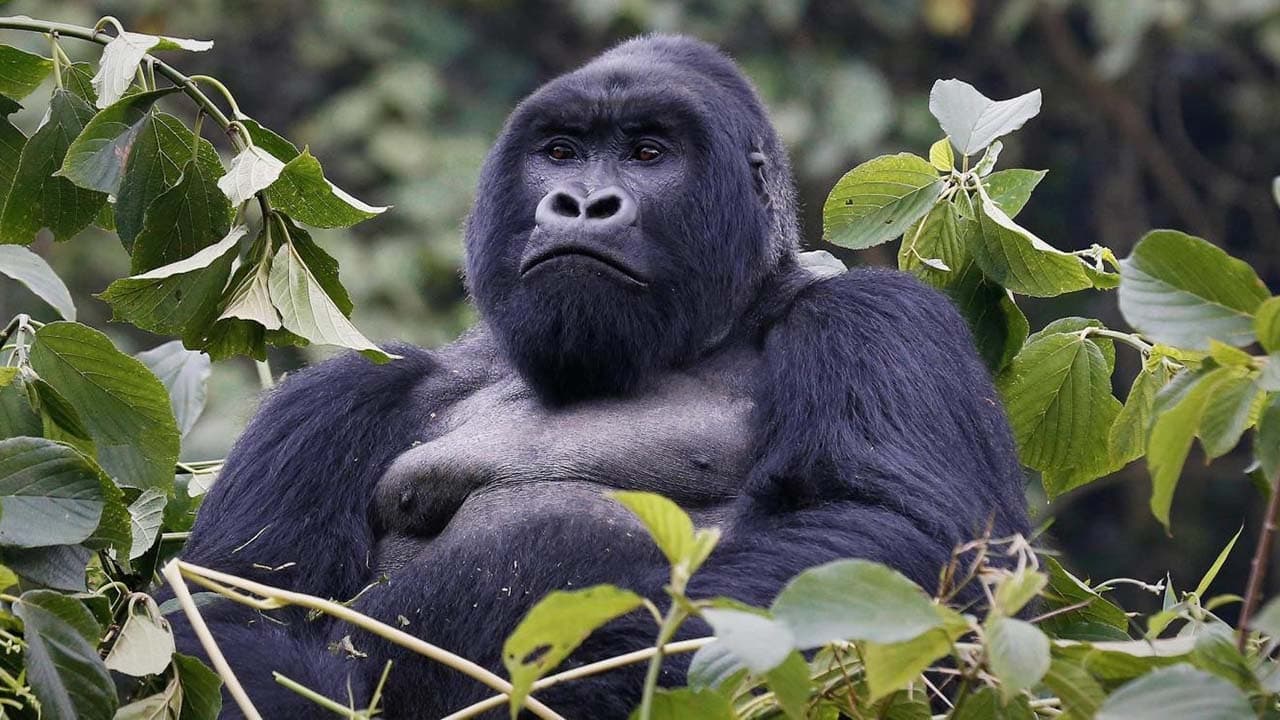 Mountain Gorilla (1992)