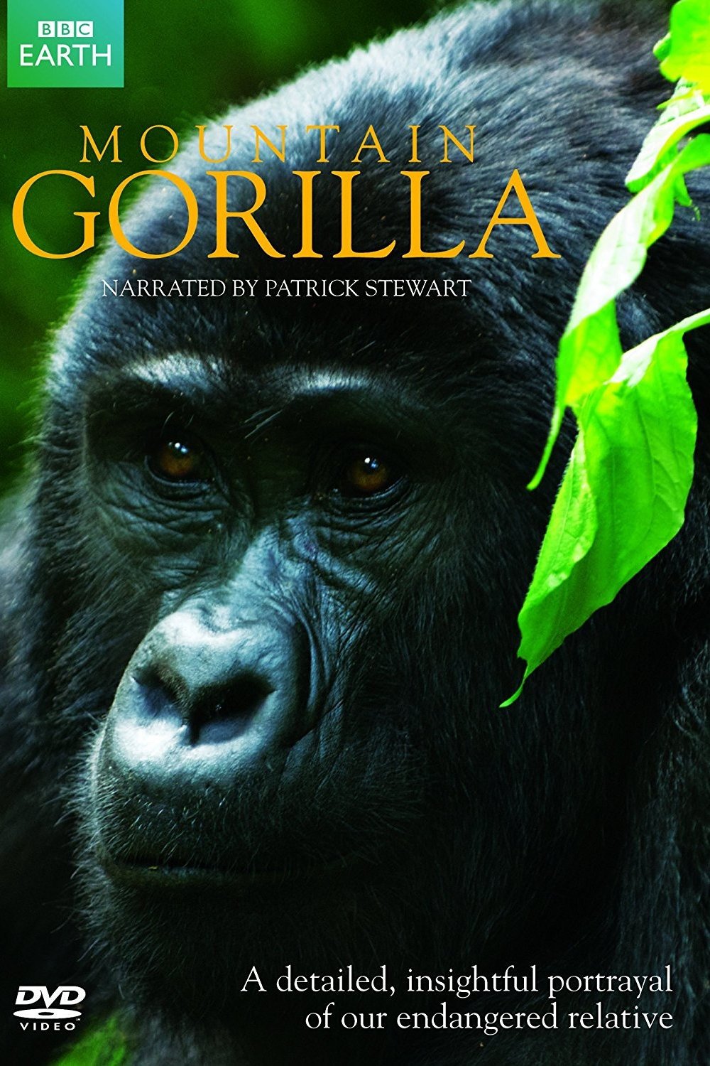 Mountain Gorilla