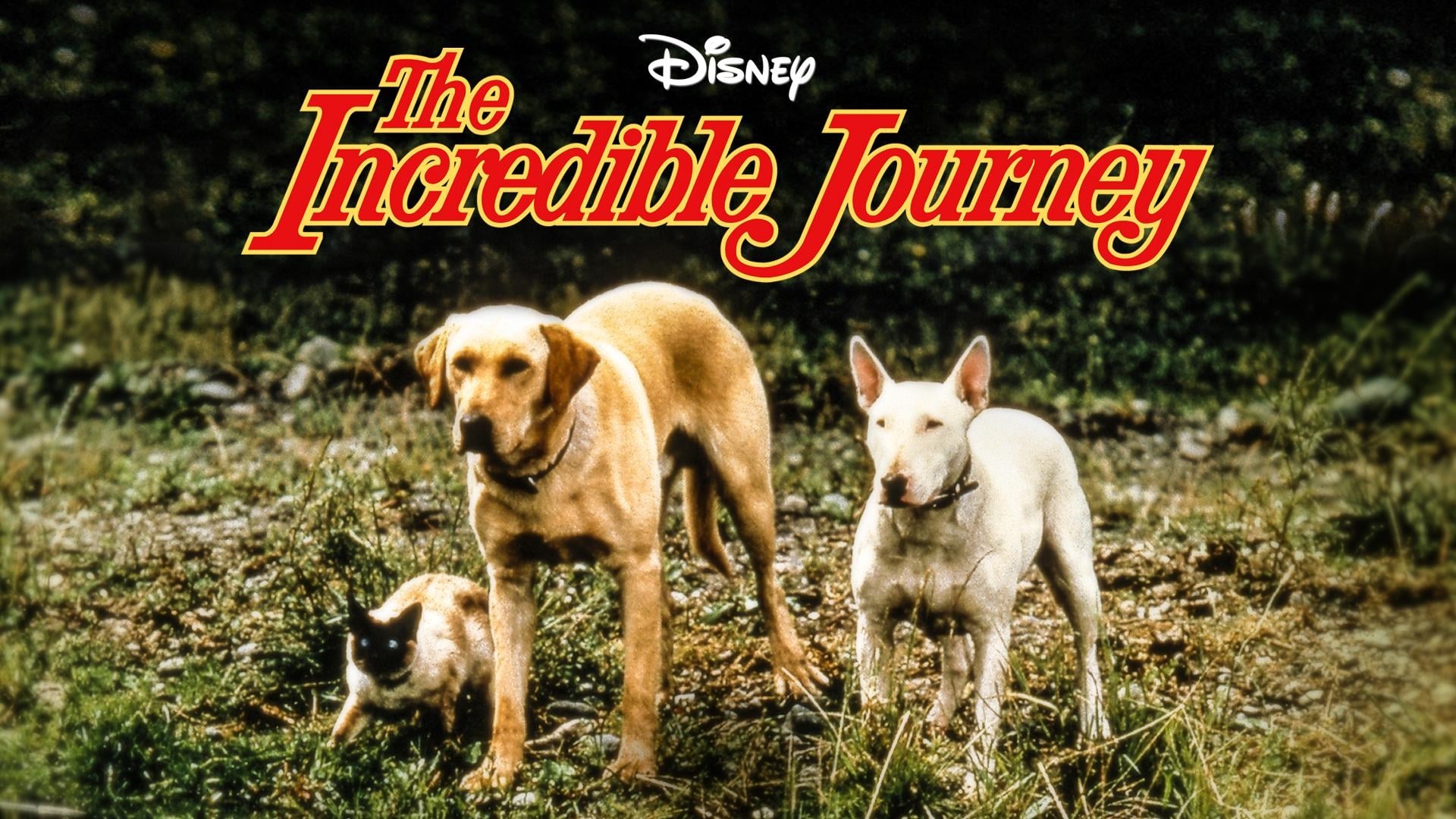 the incredible journey full movie online free