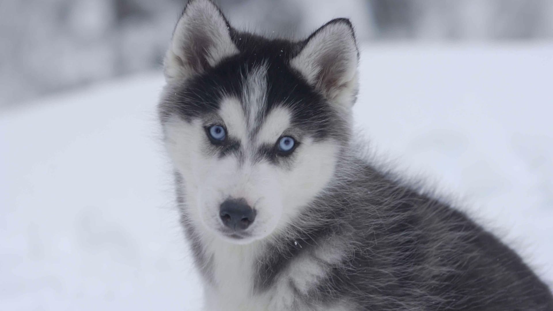 Snow Buddies