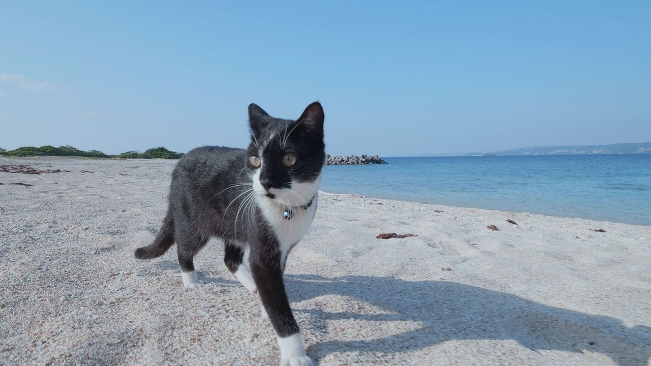 A Cat's-Eye View of Japan - Épisode 5