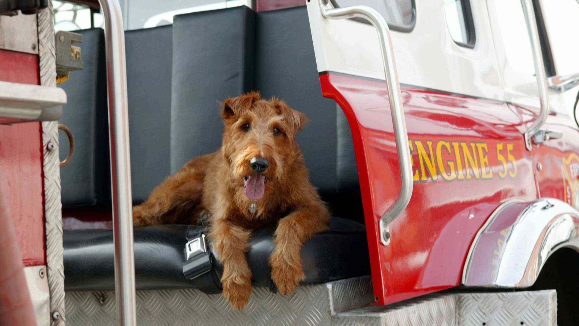 Firehouse Dog (2007)