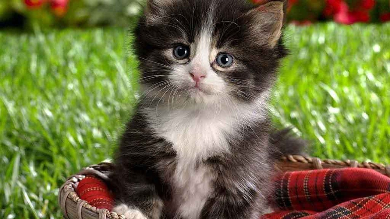 Kissyfur