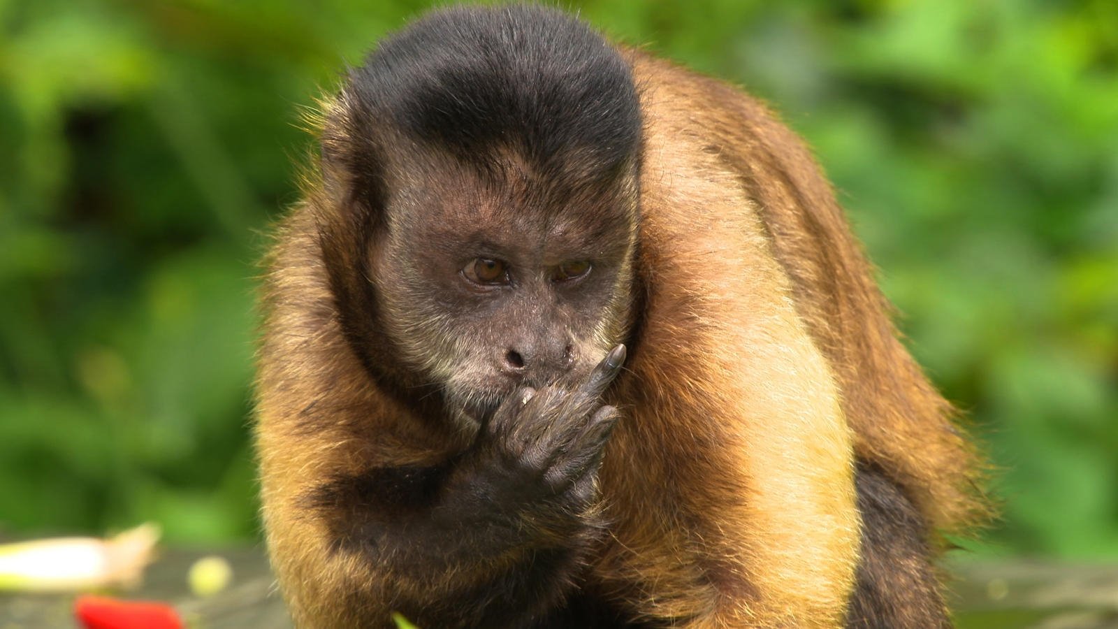 Curiosités animales - Automédication - L'hippopotame et le singe capucin