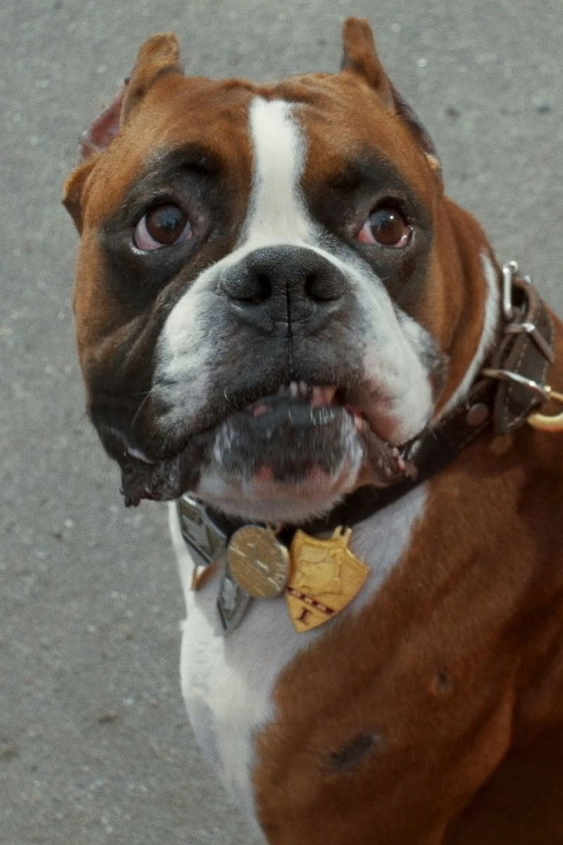 et billede af Pyos Platon