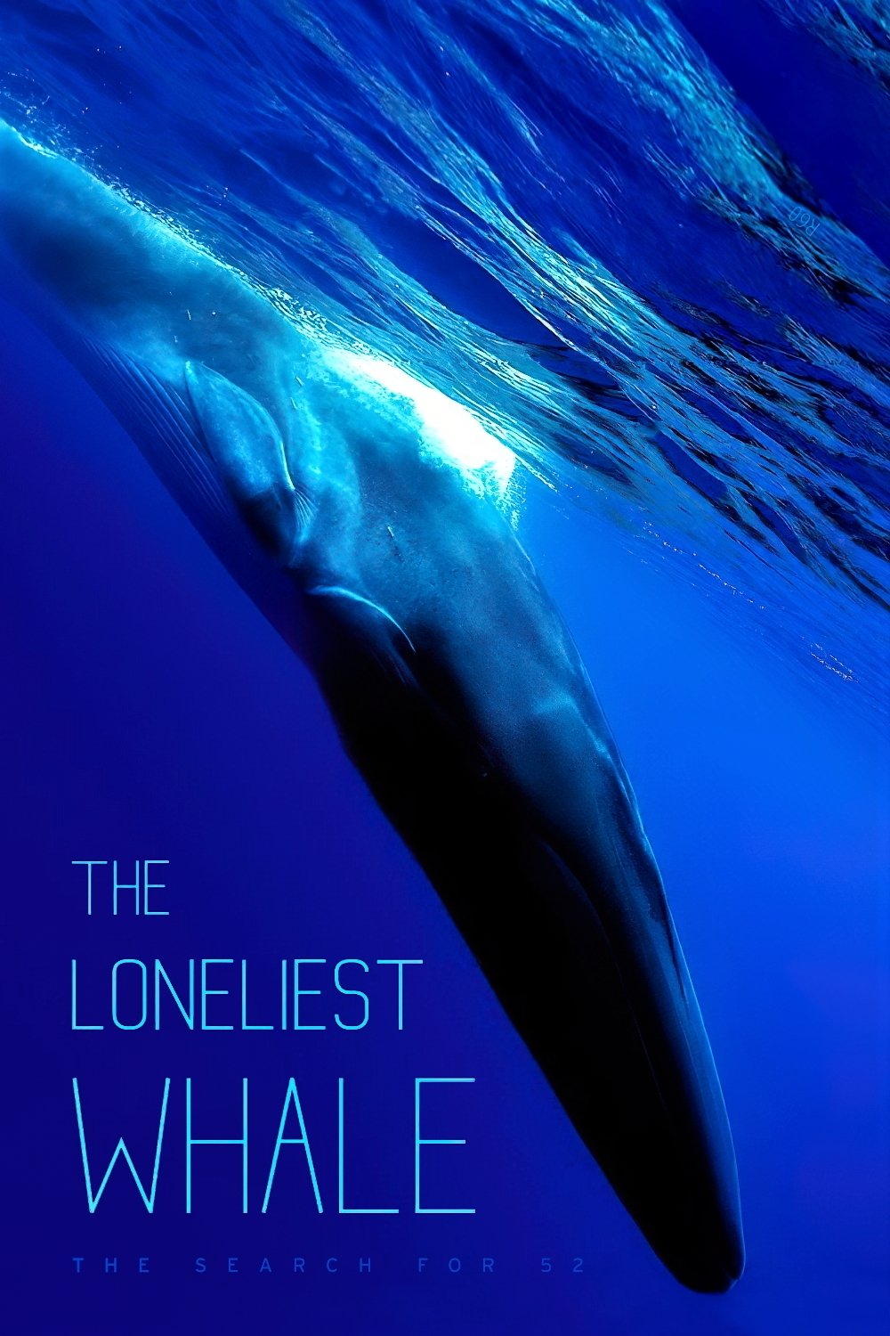 The Loneliest Whale: The Search for 52