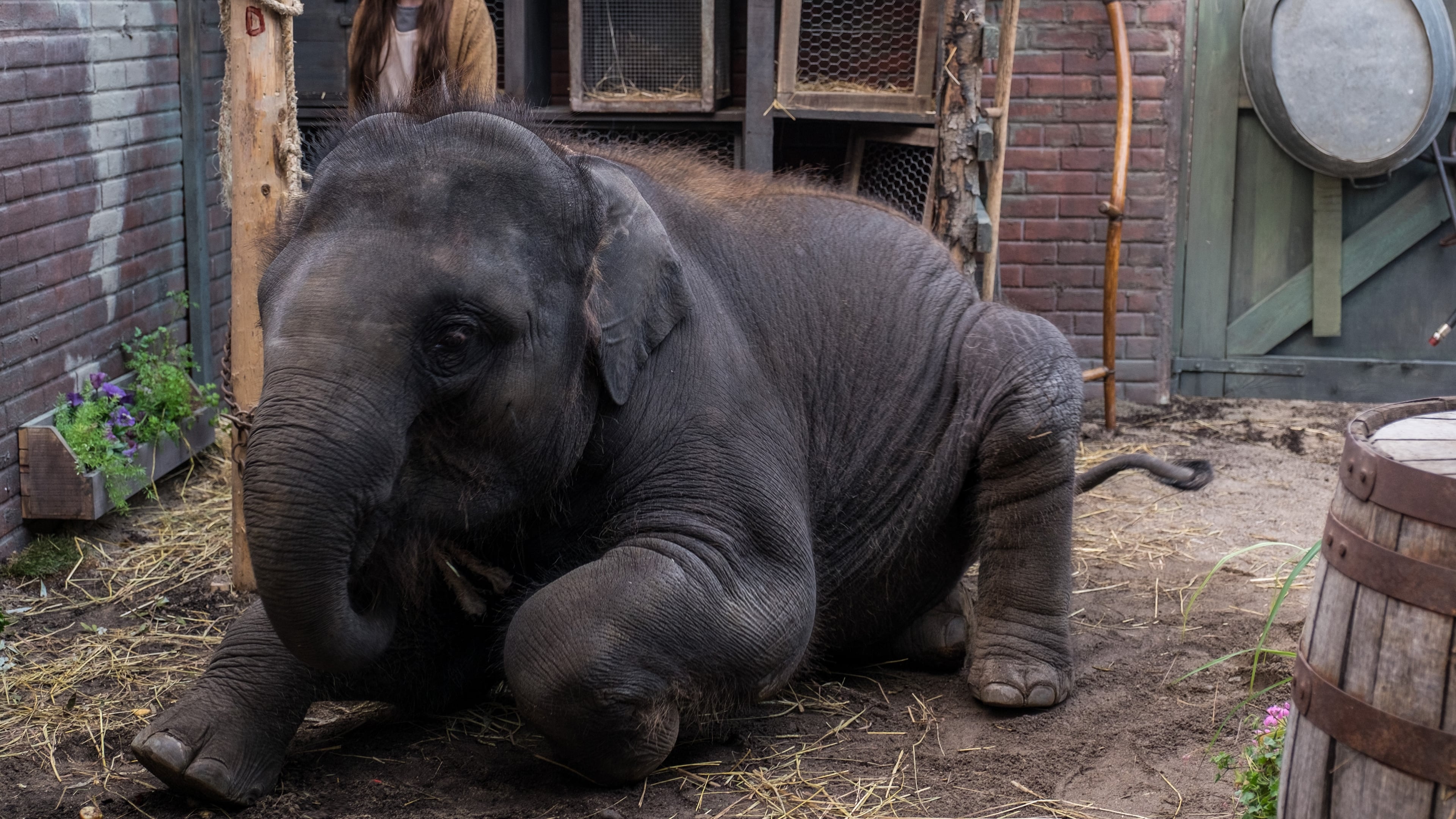 Le zoo : Sauvez Buster l'éléphant ! (2018)