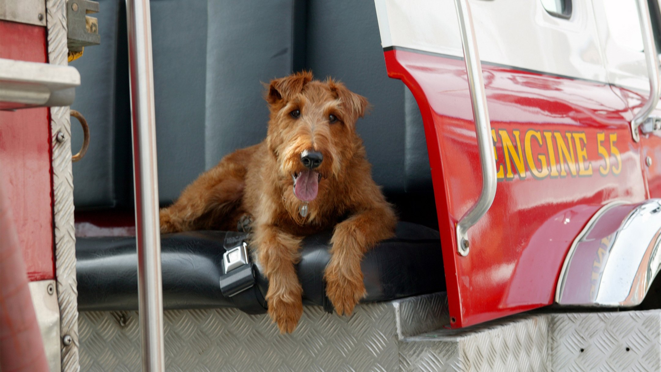 Firehouse Dog