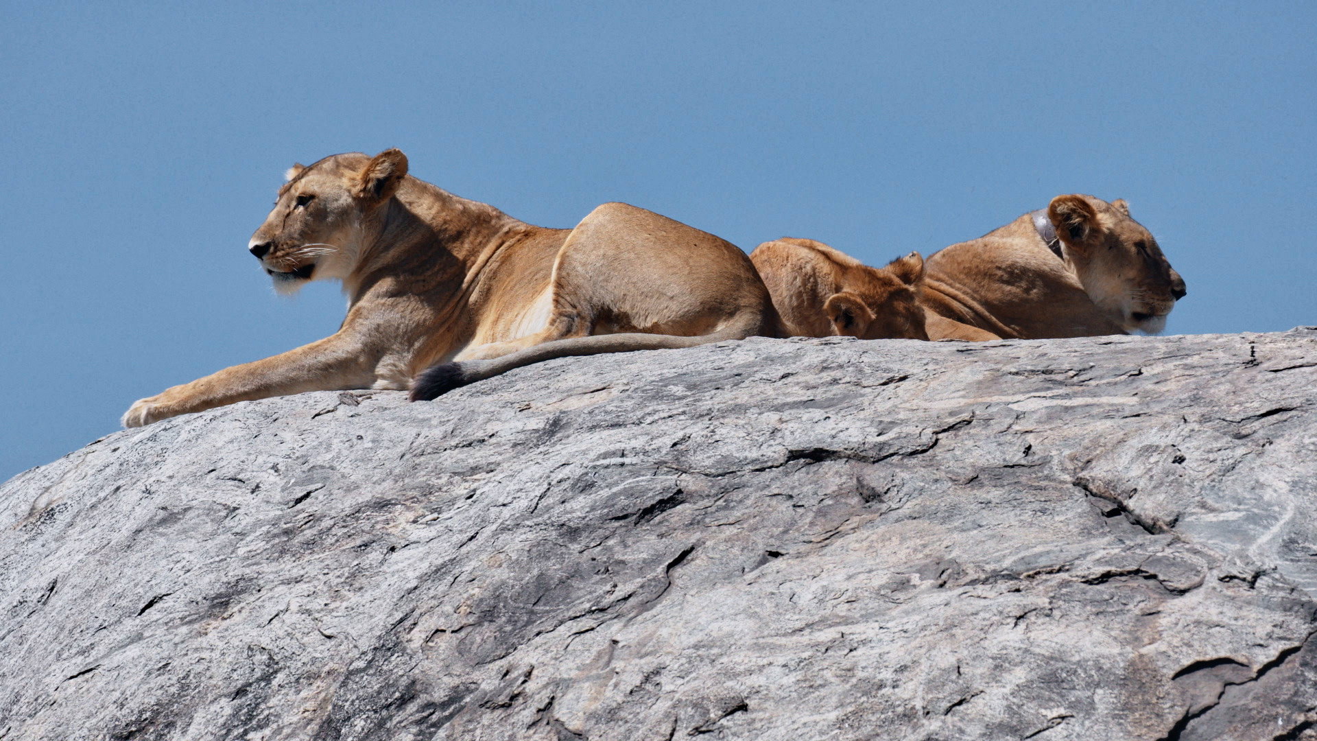 Hard Truths of Conservation - 8. Bölüm
