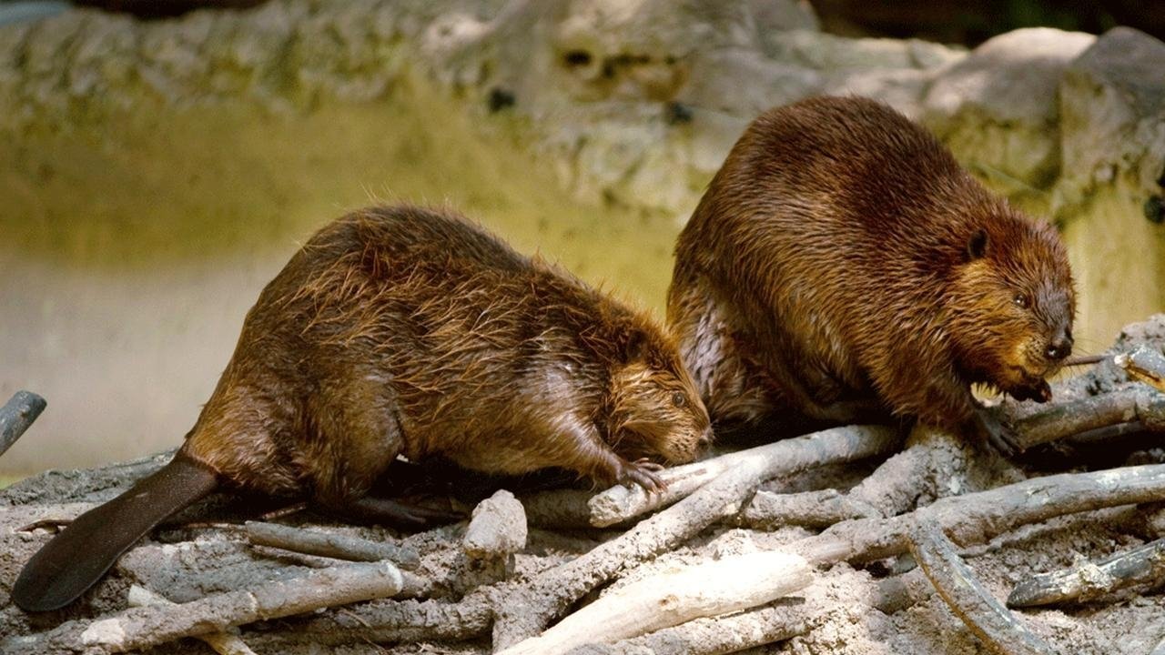 Imagem do Filme Les Animaux bâtisseurs