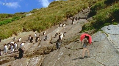 Thumbnail for New Zealand Penguins Season 1 Episode 20