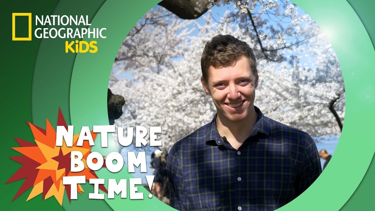 Thumbnail for Cherry Blossom Festival Season 1 Episode 1