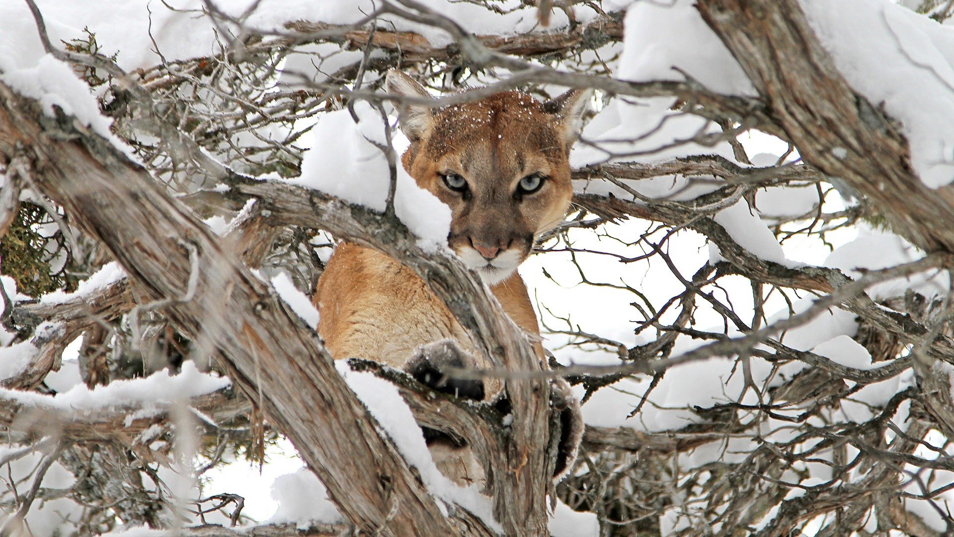 Cougar v. Wolf (2013)