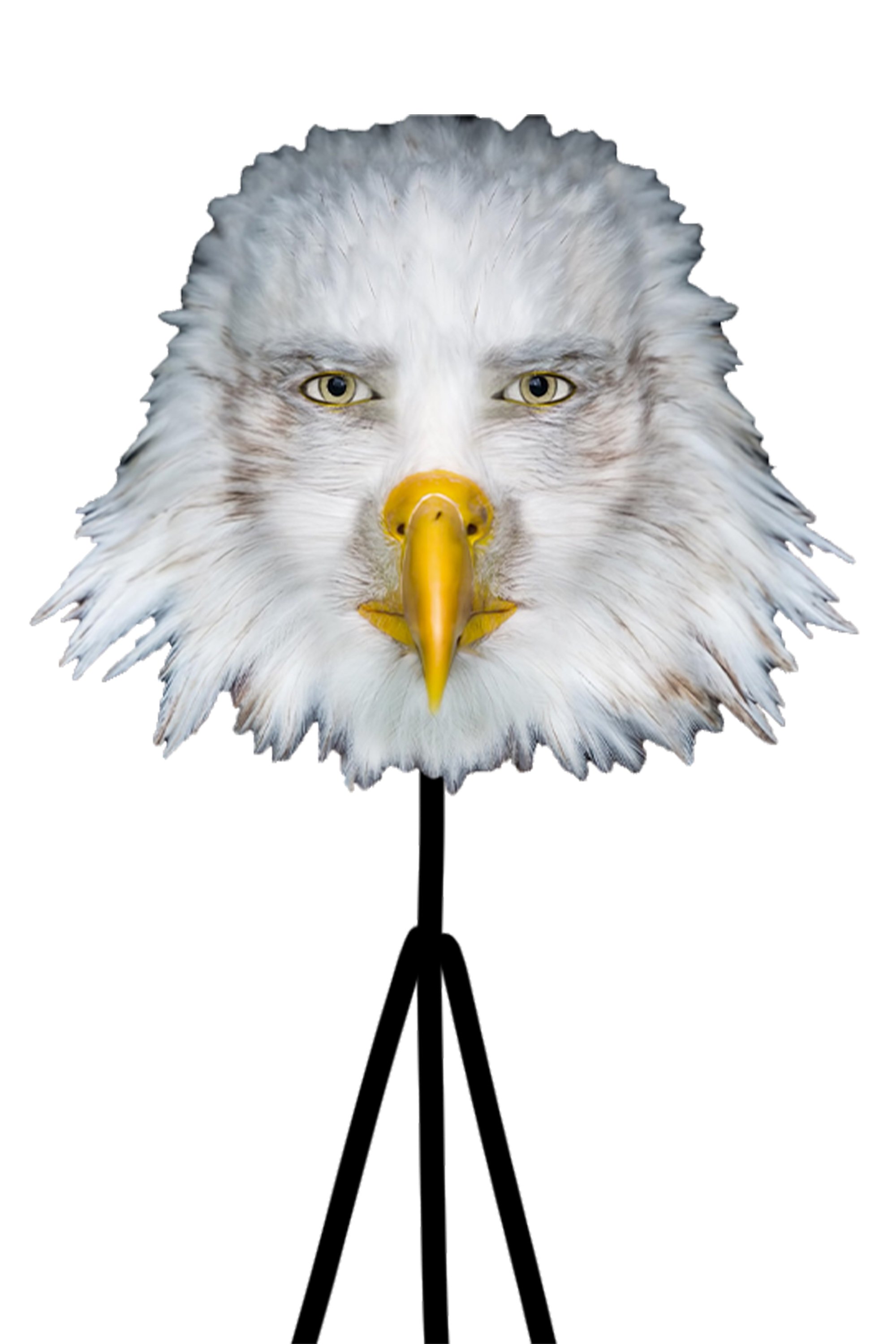 Eagle-san