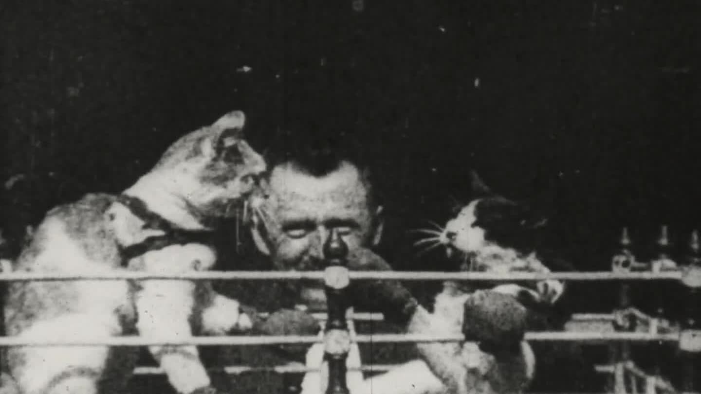 The Boxing Cats (1894)