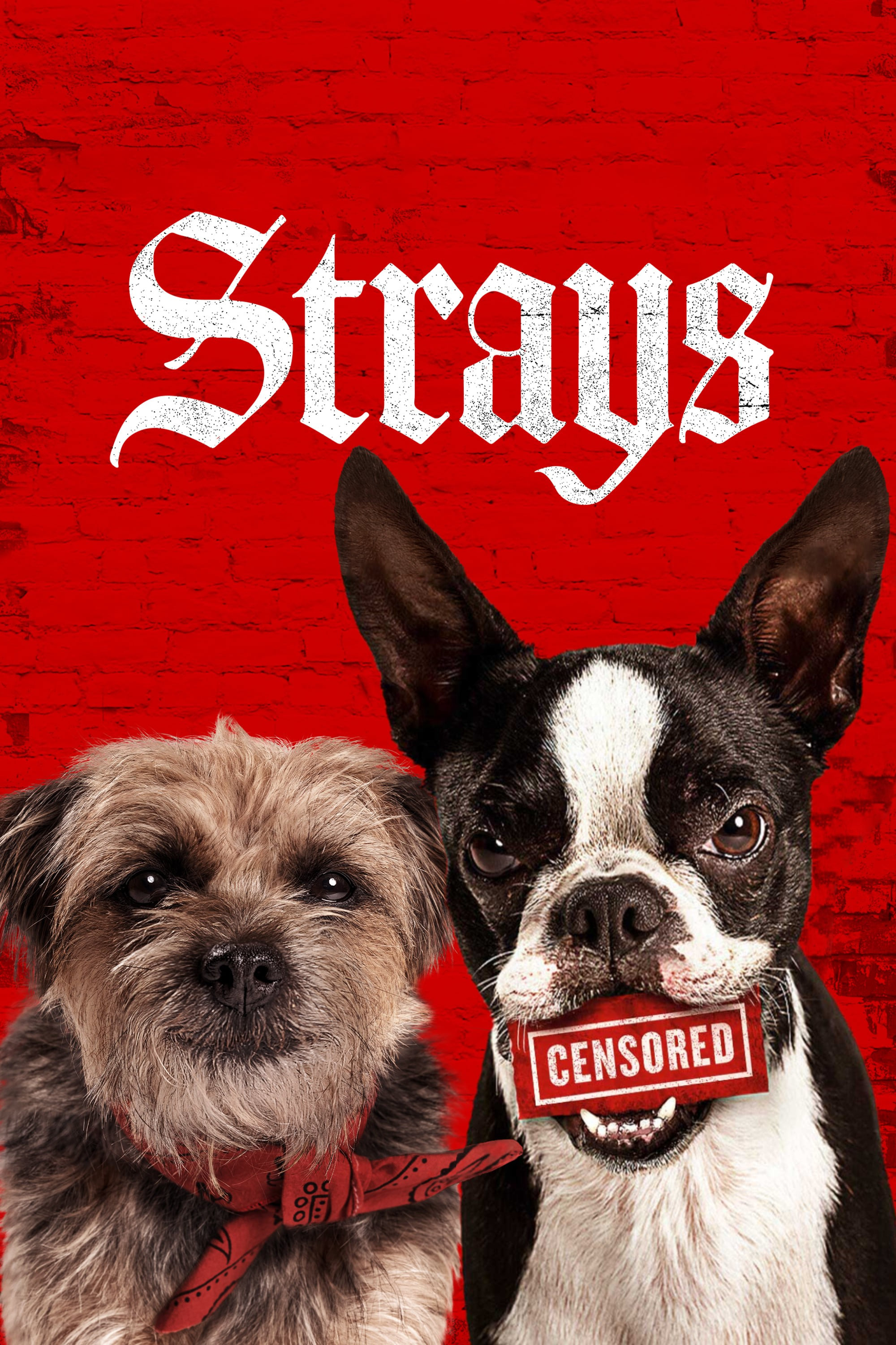 Poster and image movie Strays
