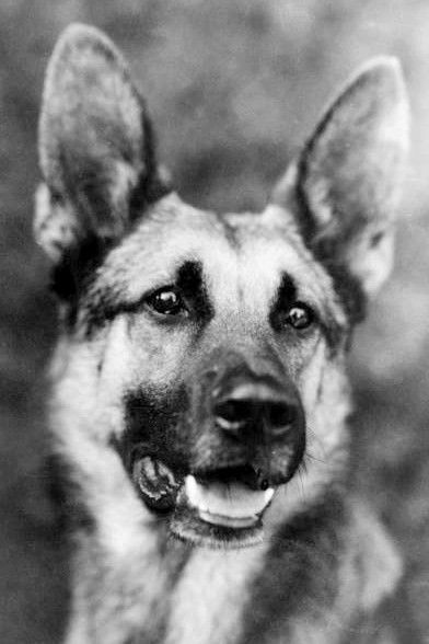 et billede af Strongheart