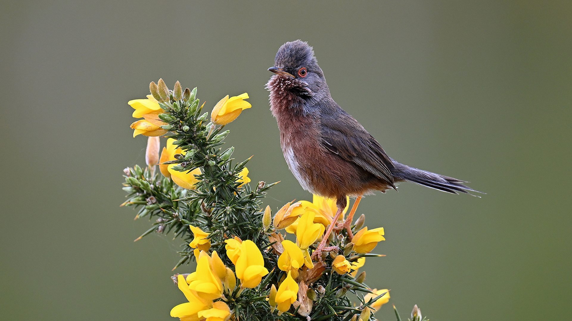 Springwatch