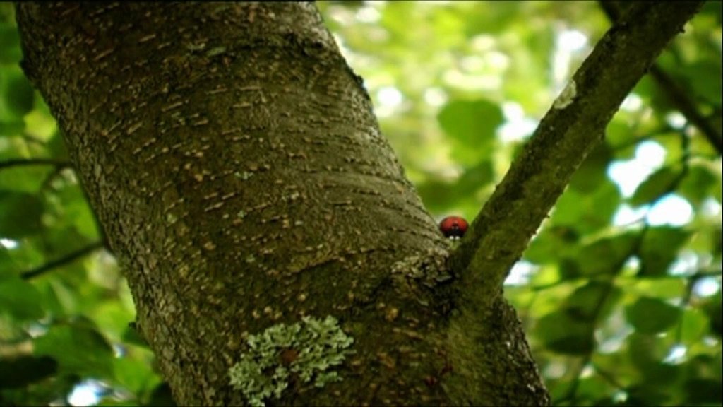 Ladybugs