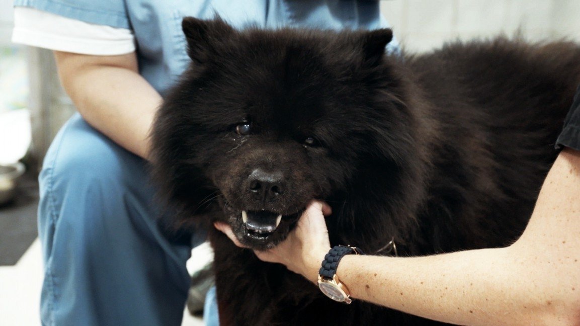 Ambulances animales - Épisode 7