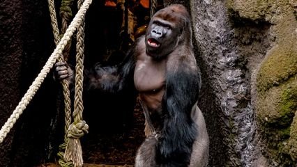 Expédition Pairi Daiza - Épisode 6