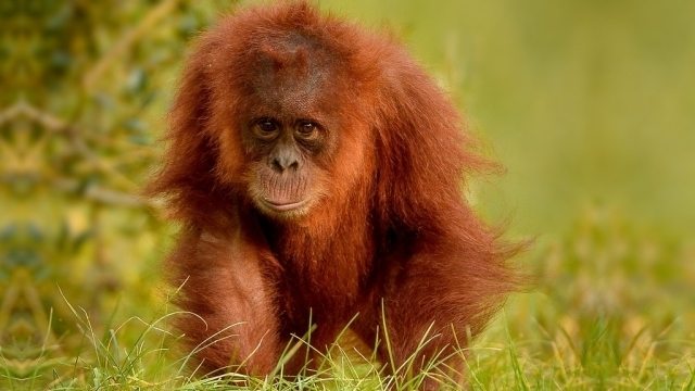 The Secret Life of the Zoo - Épisode 2