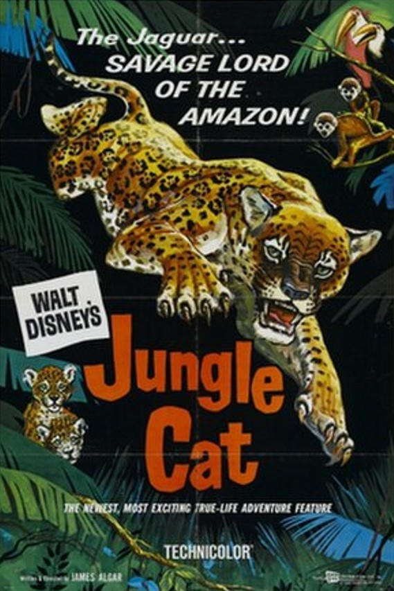 Jungle Cat