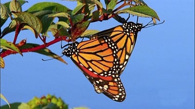 NOVA Season 36 :Episode 10  The Incredible Journey of the Butterflies