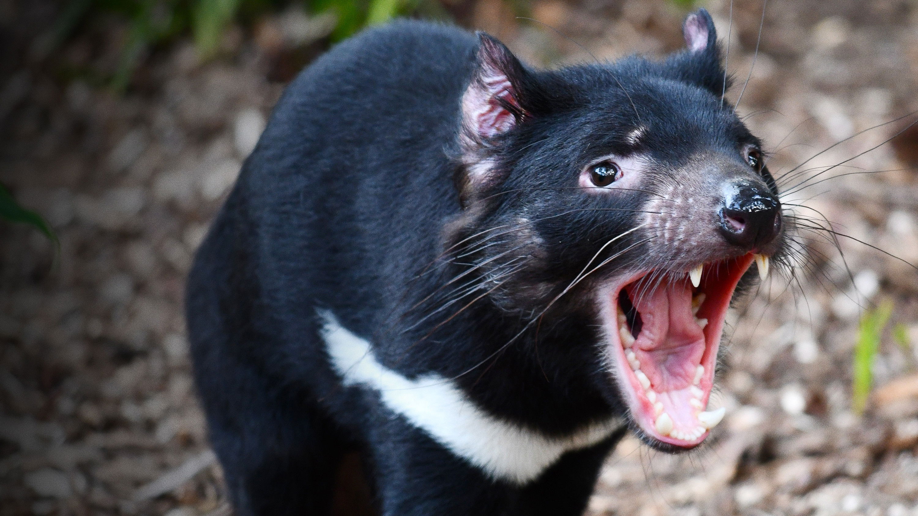 Australia's Deadly Monsters - Season 1