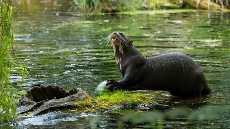 Thumbnail for Baboon and Giant Otter Season 1 Episode 6