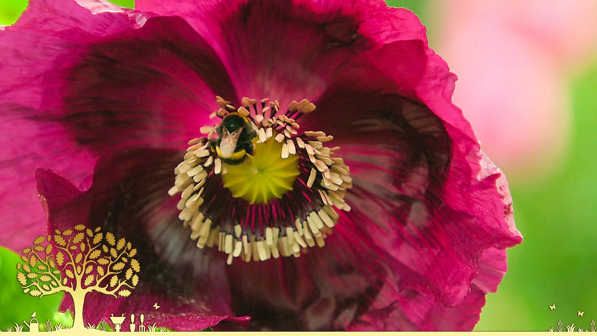 Gardeners' World - Season 0 Episode 16 : Episodio 16 (2025)