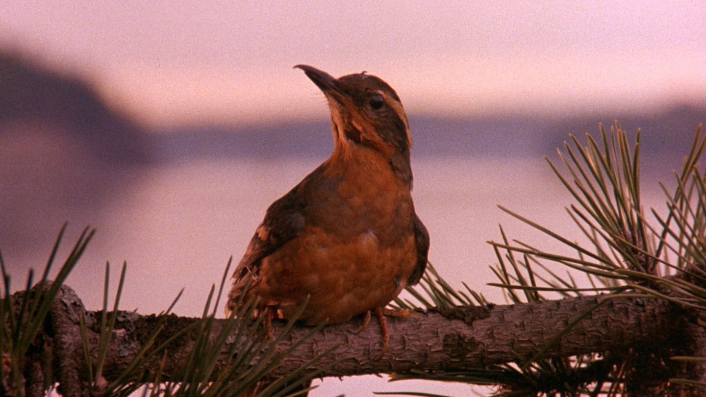 Městečko Twin Peaks - Season 3 Episode 10