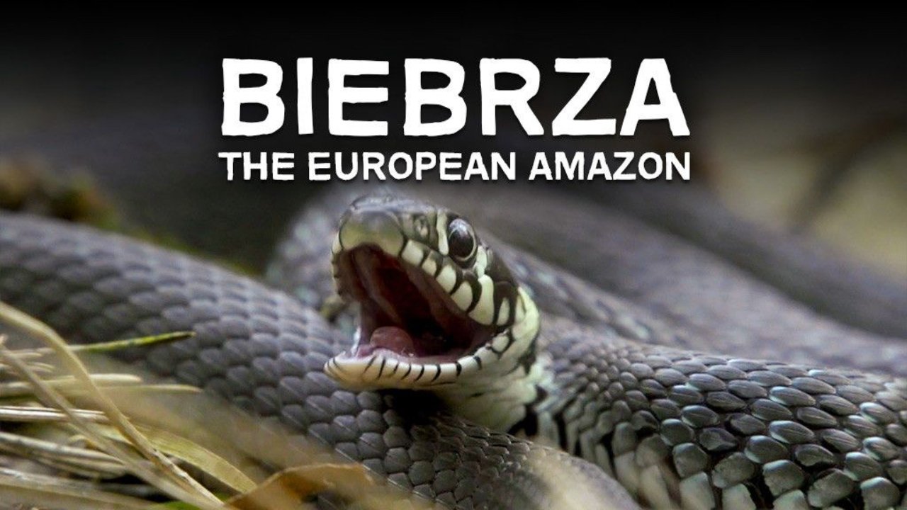 Imagem do Filme Biebrza. Między jawą a snem