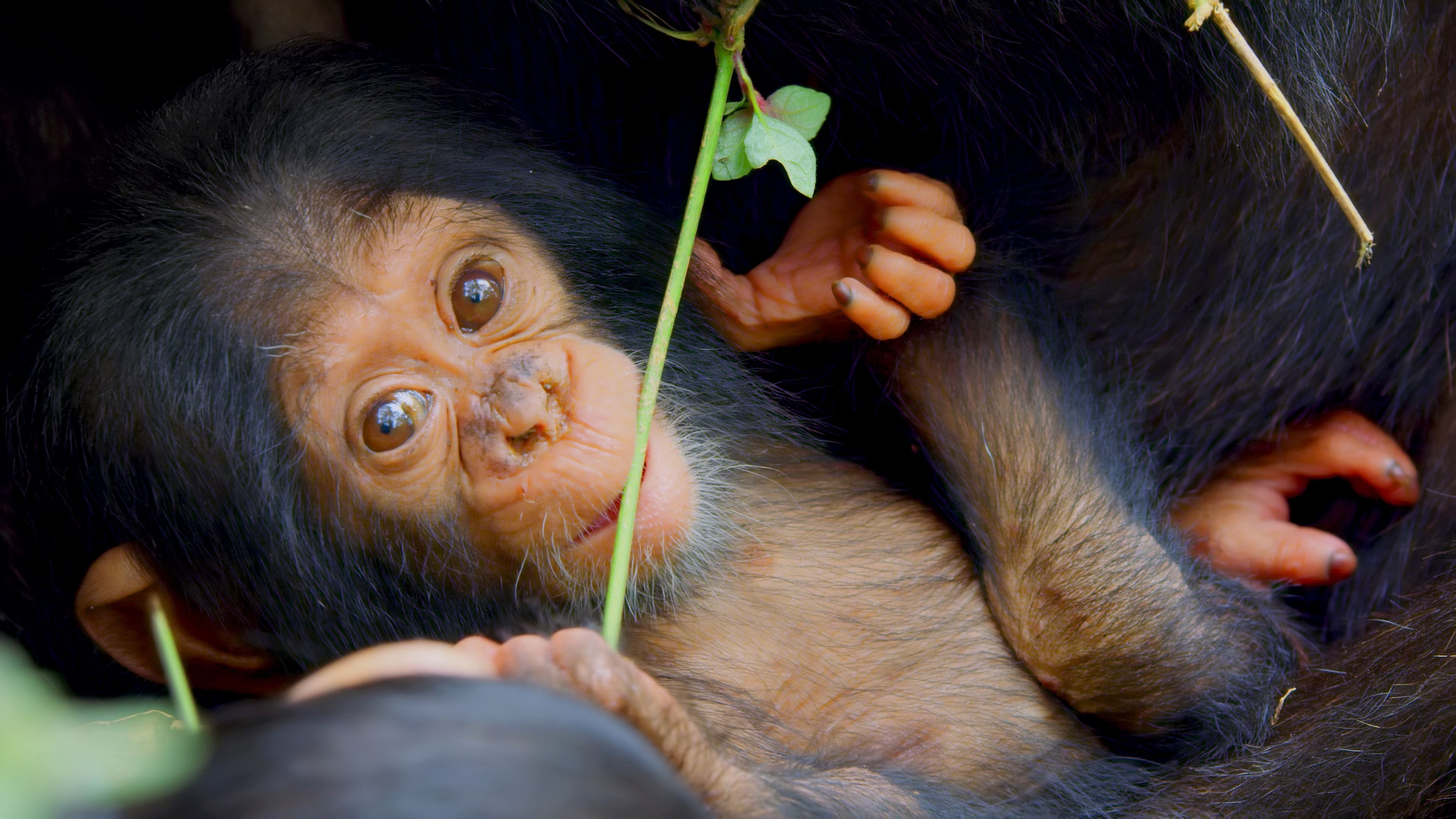 Thumbnail for A Baby Chimp's Story Season 1 Episode 5