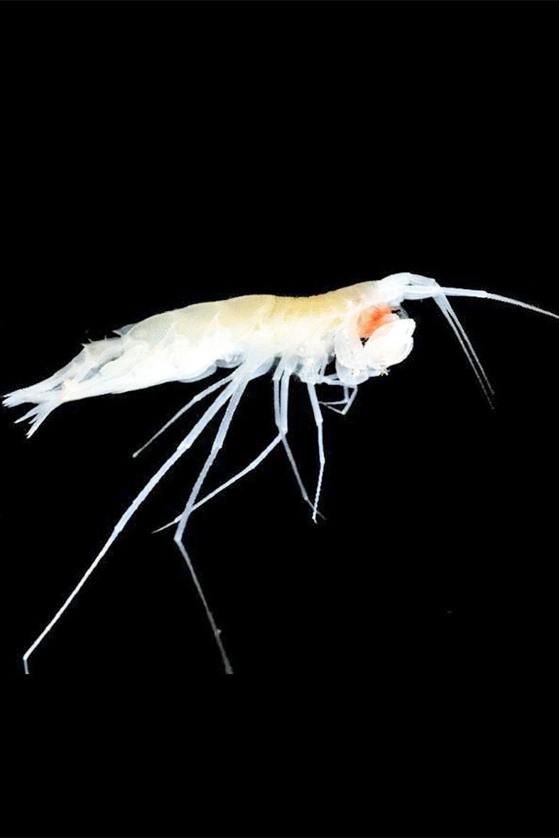 Smallest Predators (1970)