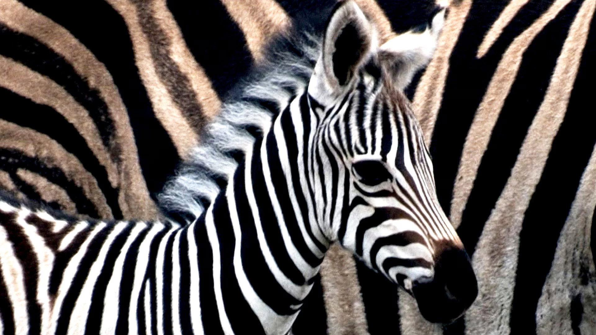 Earth Odyssey with Dylan Dreyer S06E07 backdrop