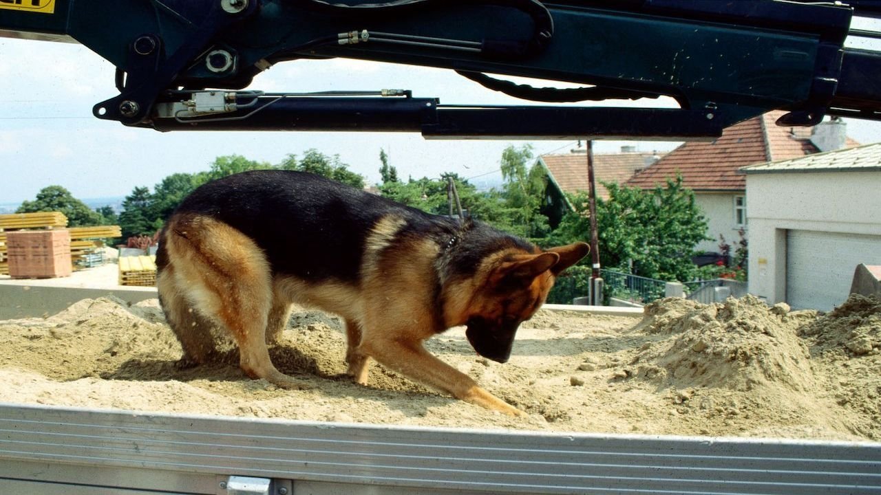 Inspector Rex