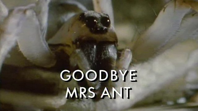 Thumbnail for Goodbye Mrs Ant Season 1 Episode 4