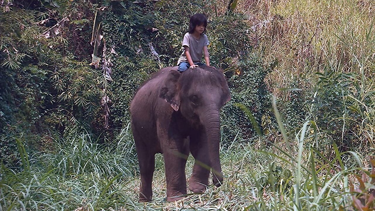 My Lucky Elephant (2013)