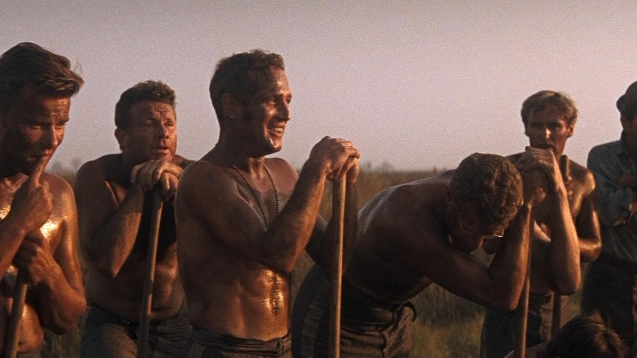 Cool Hand Luke