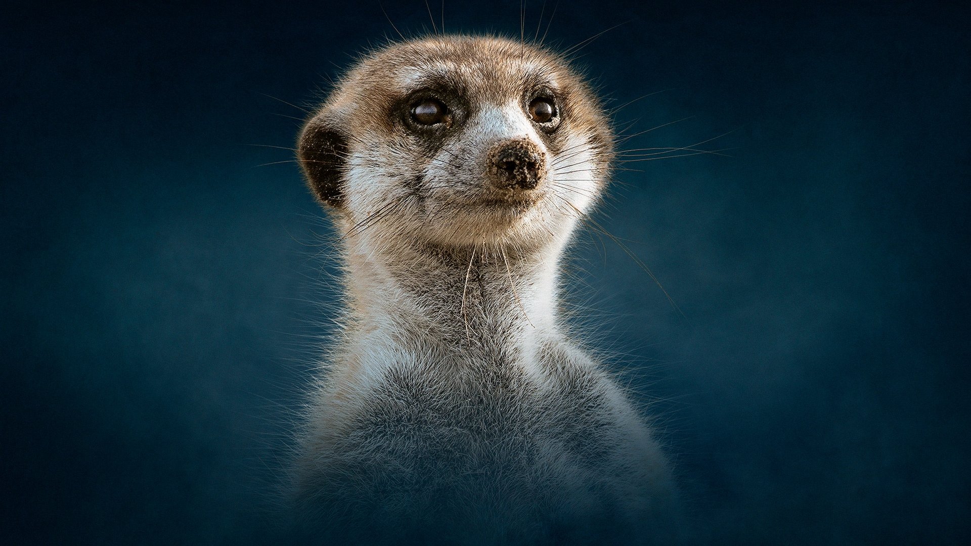 Thumbnail for Meerkat: A Dynasties Special Season 0 Episode 6