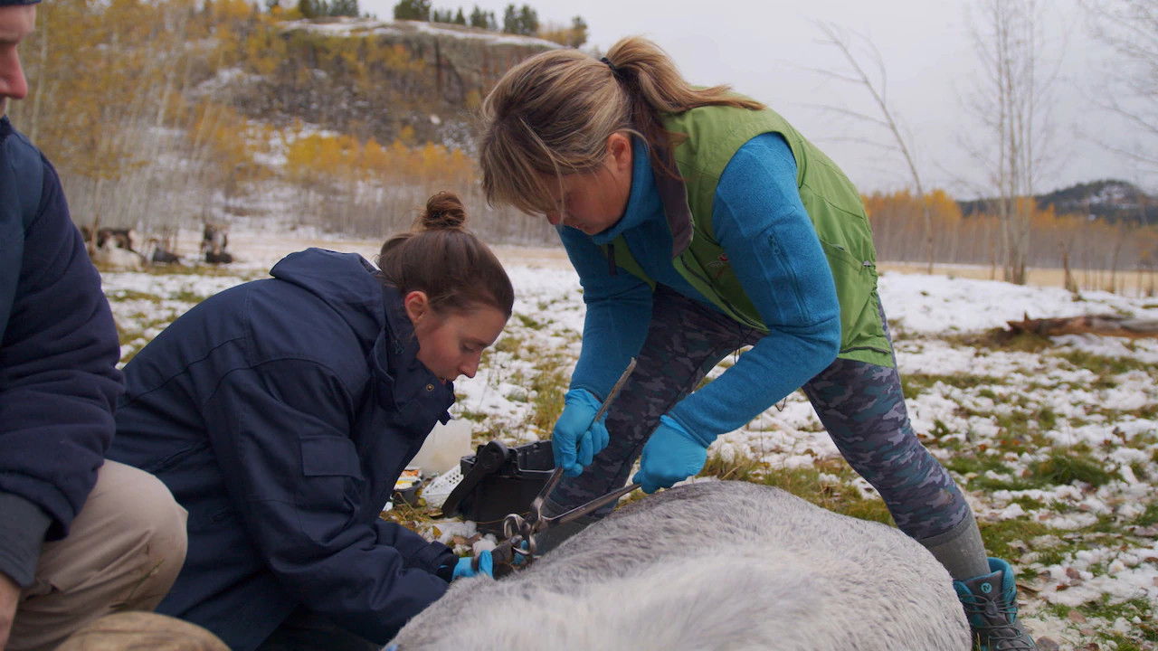 Arctic Vets S02E05 backdrop